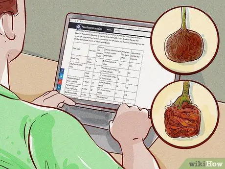 Подрезать корни Шаг 9