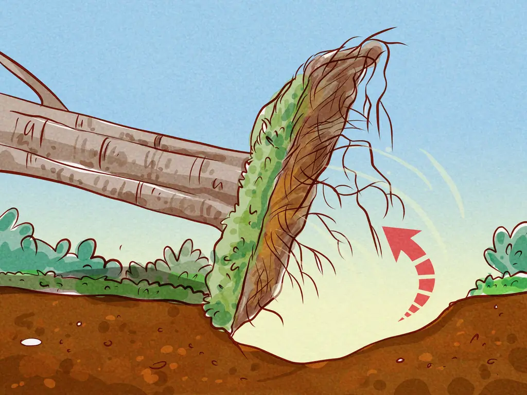 3 способа обрезки корней