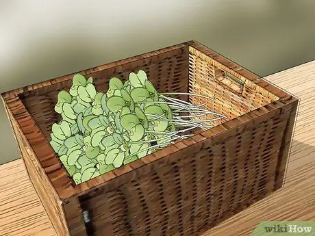 Выращивание Дайкона Шаг 10