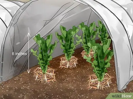 Выращивание Дайкона Шаг 11