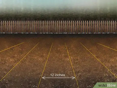 Выращивание Daikon, шаг 4