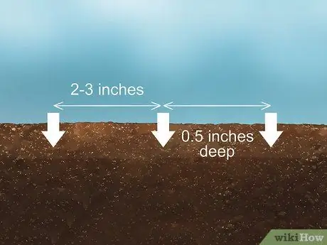 Выращивание Daikon, шаг 5