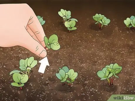 Выращивание Daikon, шаг 6