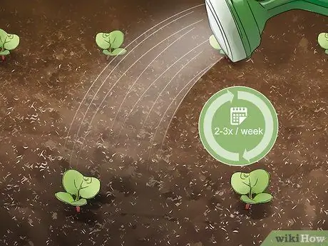 Выращивание Daikon, шаг 7