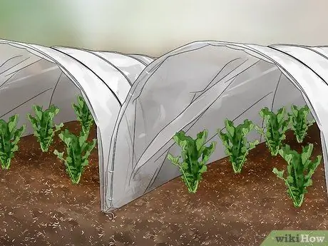 Выращивание Дайкона Шаг 8