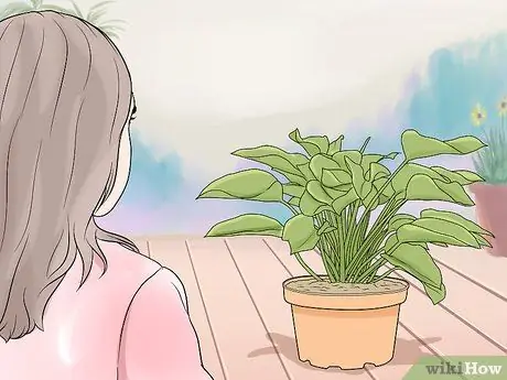 Чернослив Филодендрон Шаг 1