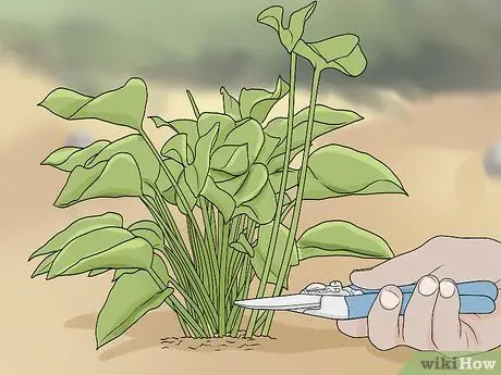 Чернослив Филодендрон Шаг 4