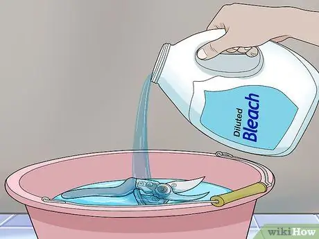 Чернослив Филодендрон Шаг 5