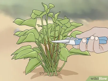 Чернослив Филодендрон Шаг 6