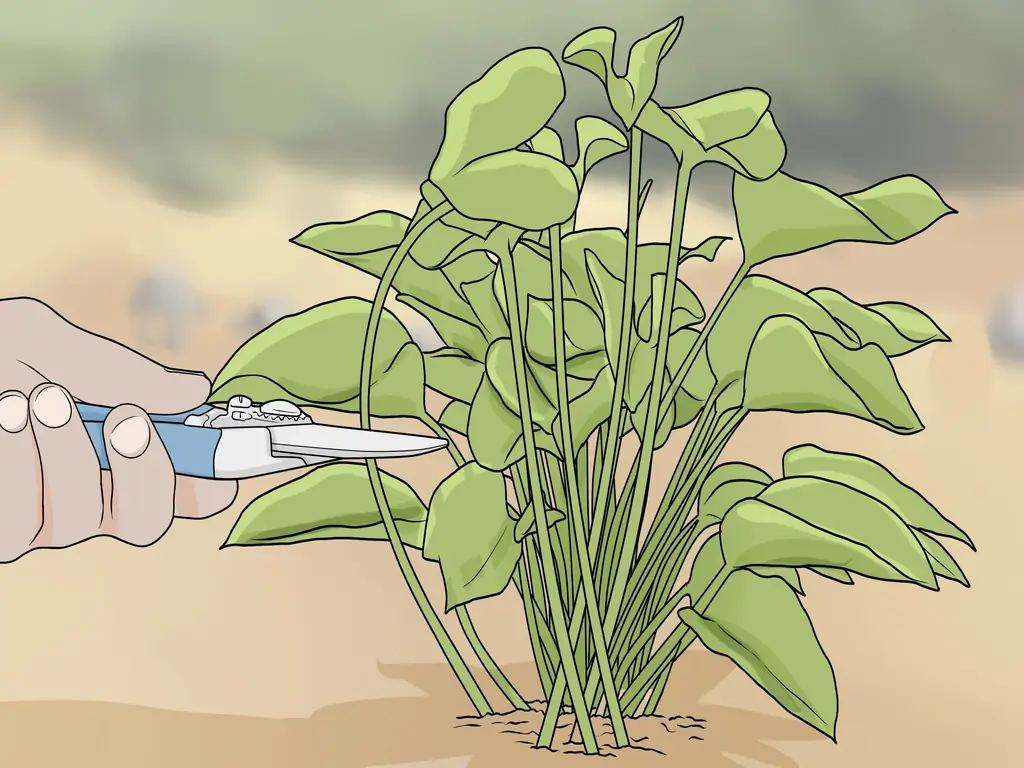 Как обрезать филодендрон: 8 шагов (с иллюстрациями)