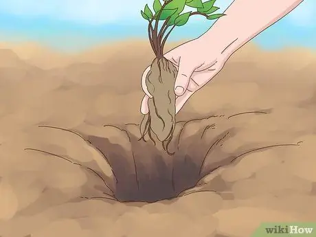 Разделить астильбу Шаг 10