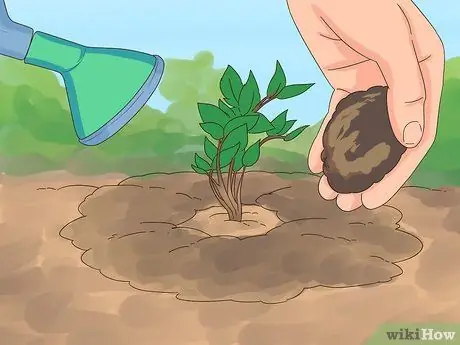 Разделить астильбу Шаг 11