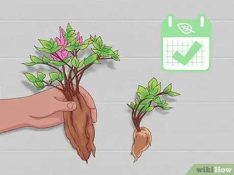 Разделить астильбу Шаг 2