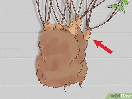 Разделить астильбу Шаг 3