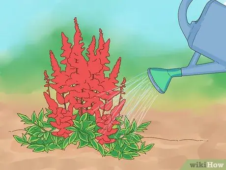 Разделить астильбу Шаг 4