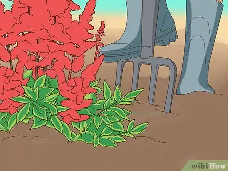 Разделить астильбу Шаг 5