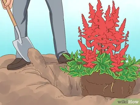 Разделить астильбу Шаг 6