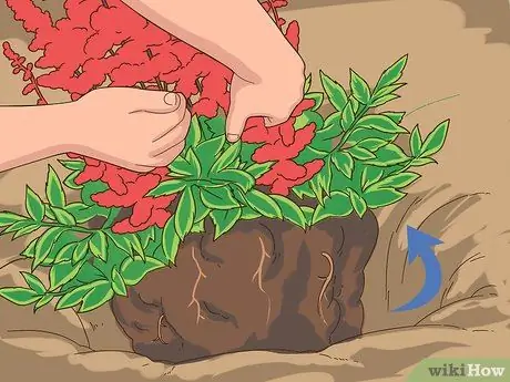 Разделить астильбу Шаг 7