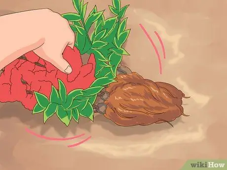 Разделить астильбу Шаг 8