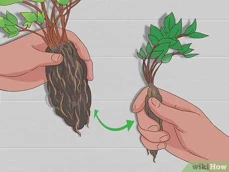 Разделить астильбу Шаг 9