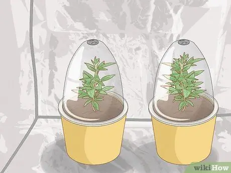 Повышение относительной влажности в палатке для выращивания Шаг 11