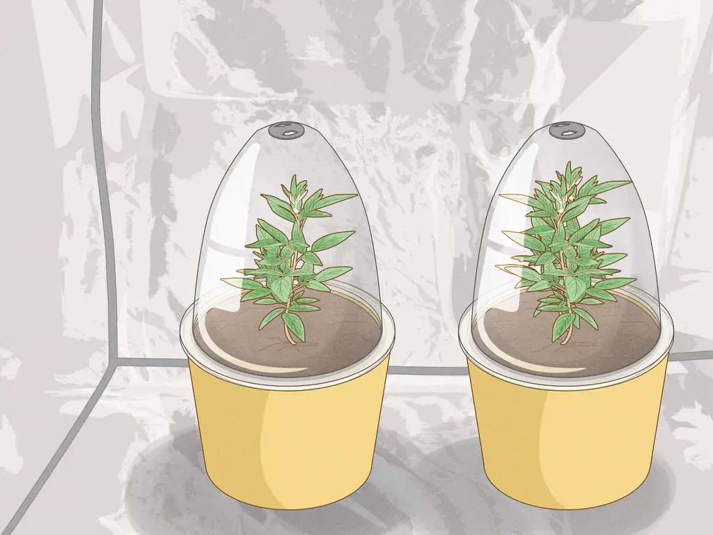 Как повысить относительную влажность в палатке для выращивания