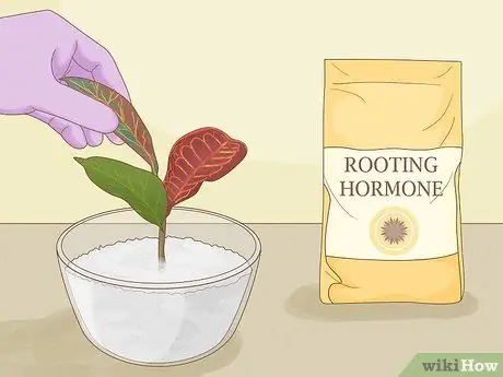 Чернослив Кротон Шаг 10