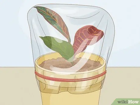 Чернослив Кротон Шаг 13