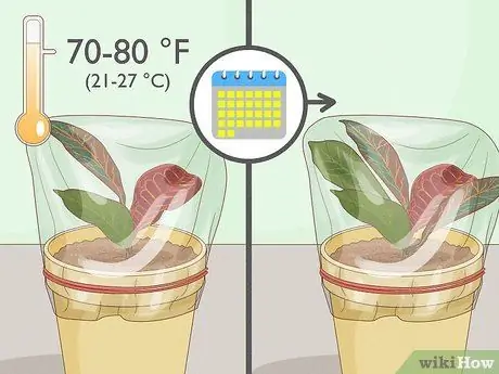 Чернослив Кротон Шаг 14