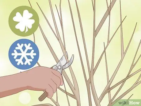 Чернослив Limelight Hydrangeas Step 1