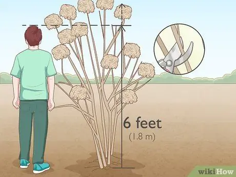 Чернослив Limelight Hydrangeas Step 2
