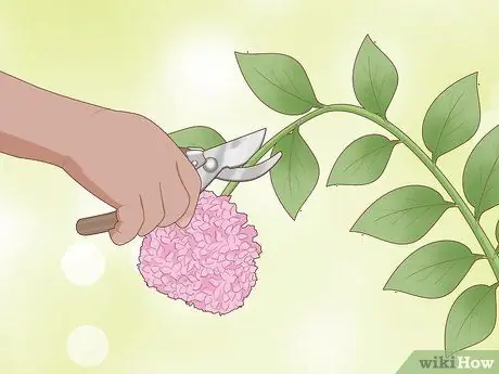 Чернослив Limelight Hydrangeas Step 3