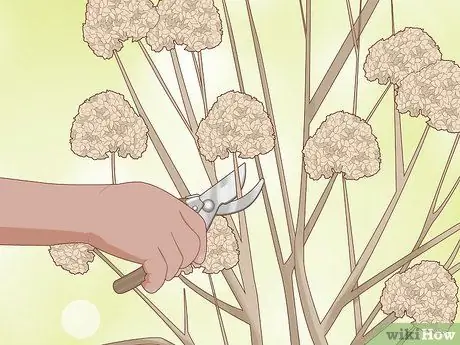 Чернослив Limelight Hydrangeas Step 5