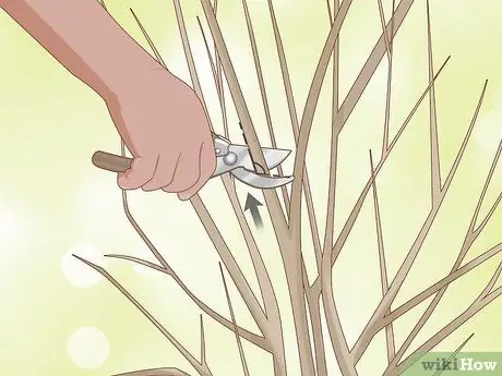 Чернослив Limelight Hydrangeas Step 6
