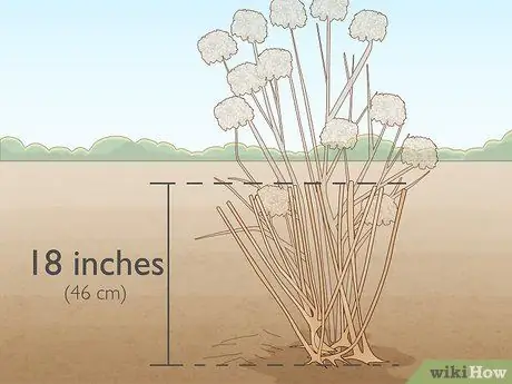Чернослив Limelight Hydrangeas Step 7