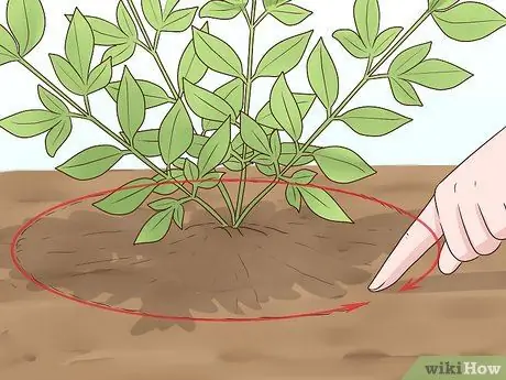 Чернослив Нандинас Шаг 10