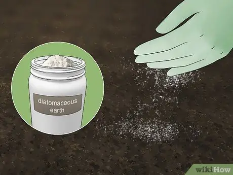 Избавиться от грибковых мошек Шаг 10