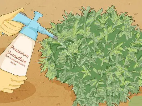 Используйте Potash Шаг 9