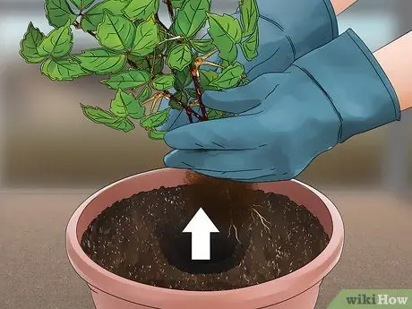 Выращивайте виноградную лозу на заборе Шаг 10