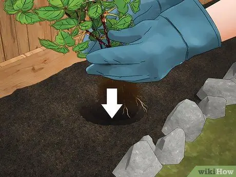 Вырастить виноградную лозу на заборе Шаг 11