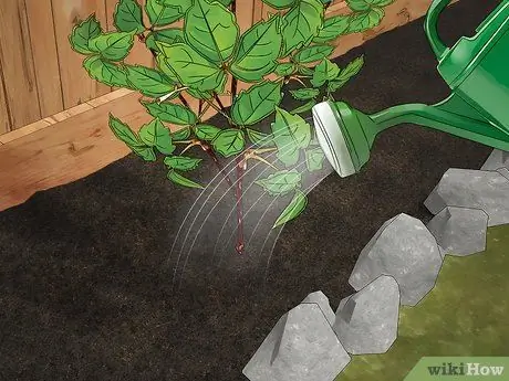 Вырастить виноградную лозу на заборе Шаг 12