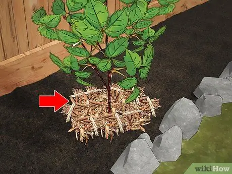 Выращивайте виноградную лозу на заборе Шаг 13