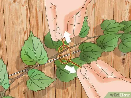 Вырастить виноградную лозу на заборе Шаг 15