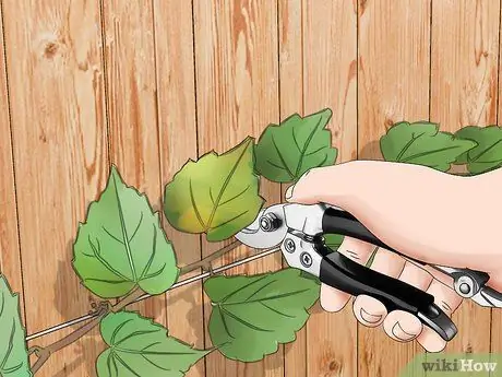 Вырастить виноградную лозу на заборе Шаг 16