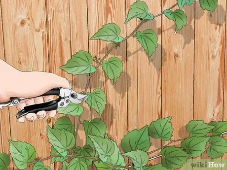 Вырастить виноградную лозу на заборе Шаг 17