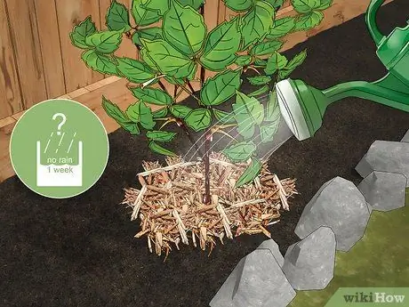 Вырастить виноградную лозу на заборе Шаг 18