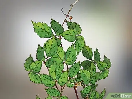 Выращивайте виноградную лозу на заборе Шаг 6