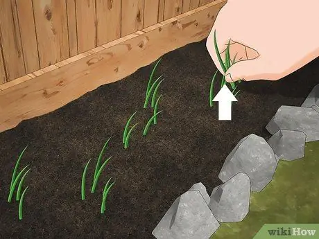 Выращивайте виноградную лозу на заборе Шаг 7