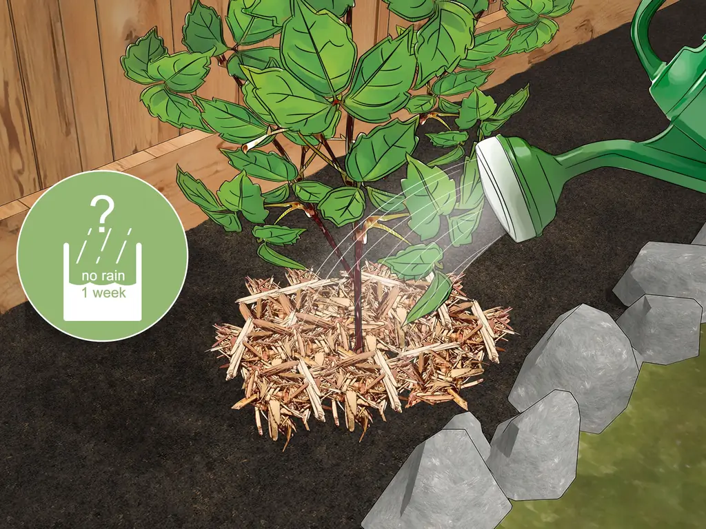 3 способа выращивания лозы на заборе