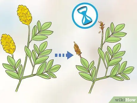 Чернослив Cytisus Battandieri Шаг 1
